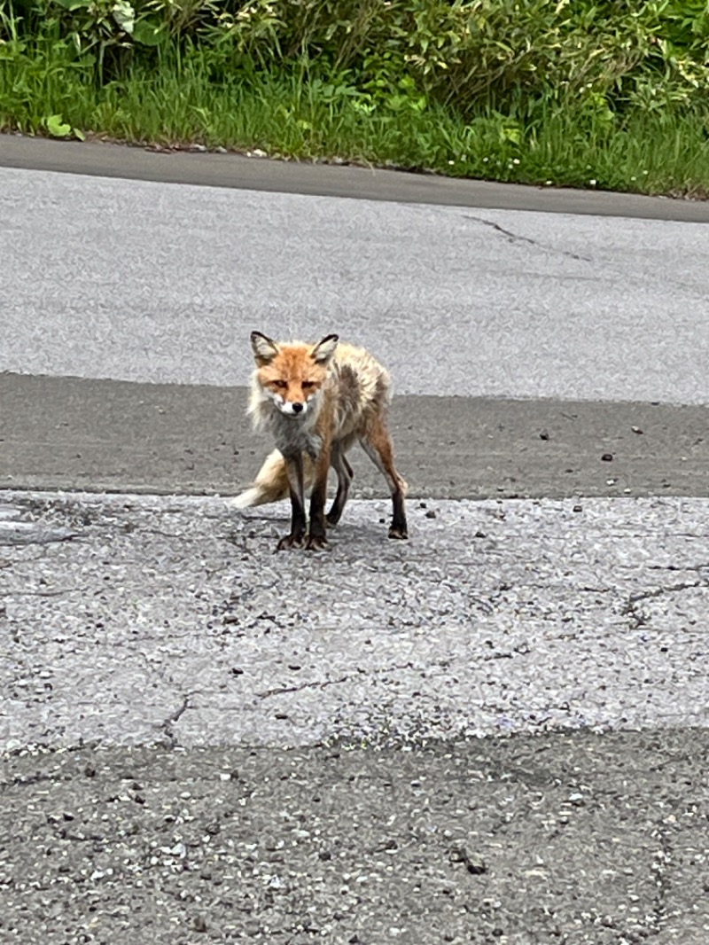 ヒロヒロさんのカミホロ荘のサ活写真