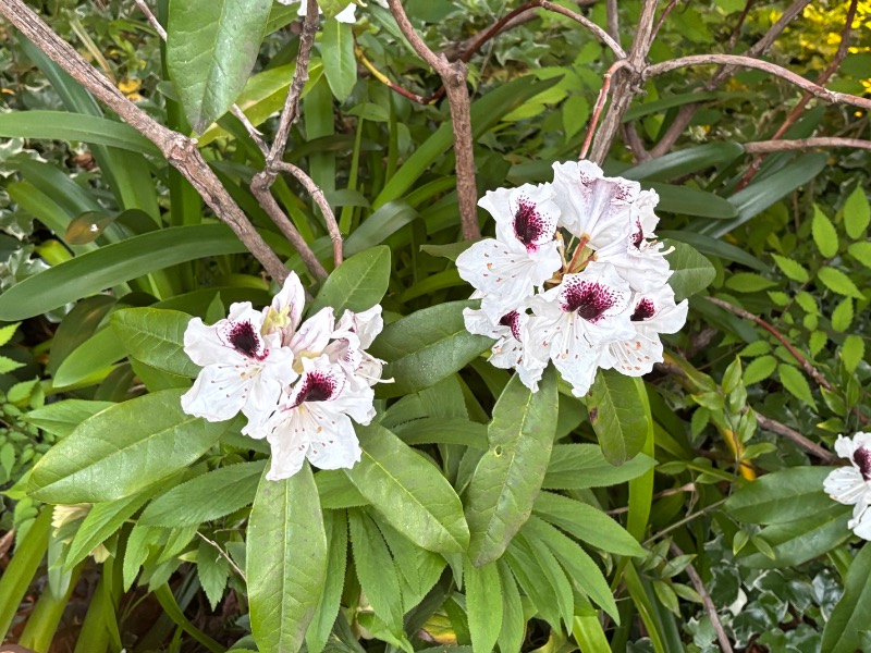 ゆき🍄さんの湯乃泉 東名厚木健康センターのサ活写真