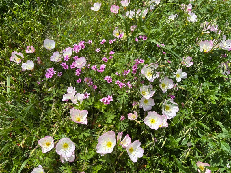 ゆき🍄さんの湯乃泉 東名厚木健康センターのサ活写真