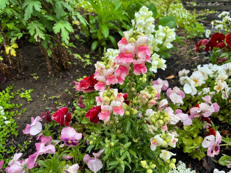 ゆき🍄さんの湯乃泉 東名厚木健康センターのサ活写真