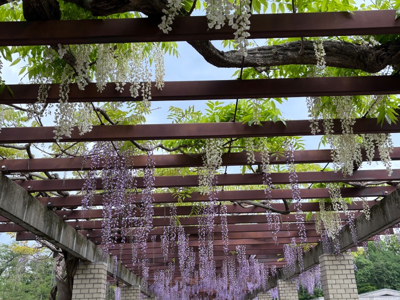 ゆき🍄さんの湯乃泉 東名厚木健康センターのサ活写真