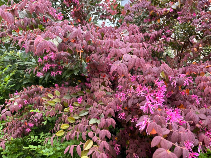 ゆき🍄さんの湯乃泉 東名厚木健康センターのサ活写真