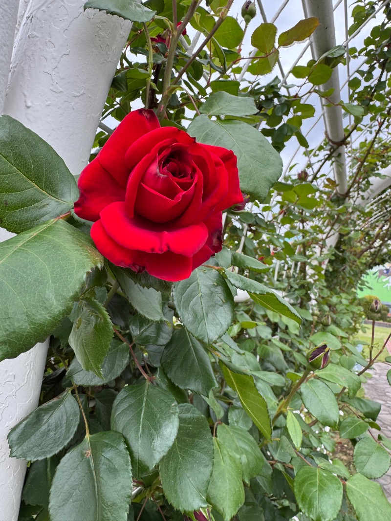 富士太平洋さんのサウナ&カプセルホテル 北欧のサ活写真