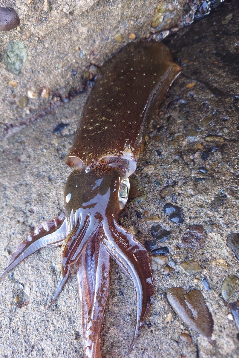 りきたんさんの寺泊きんぱちの湯のサ活写真