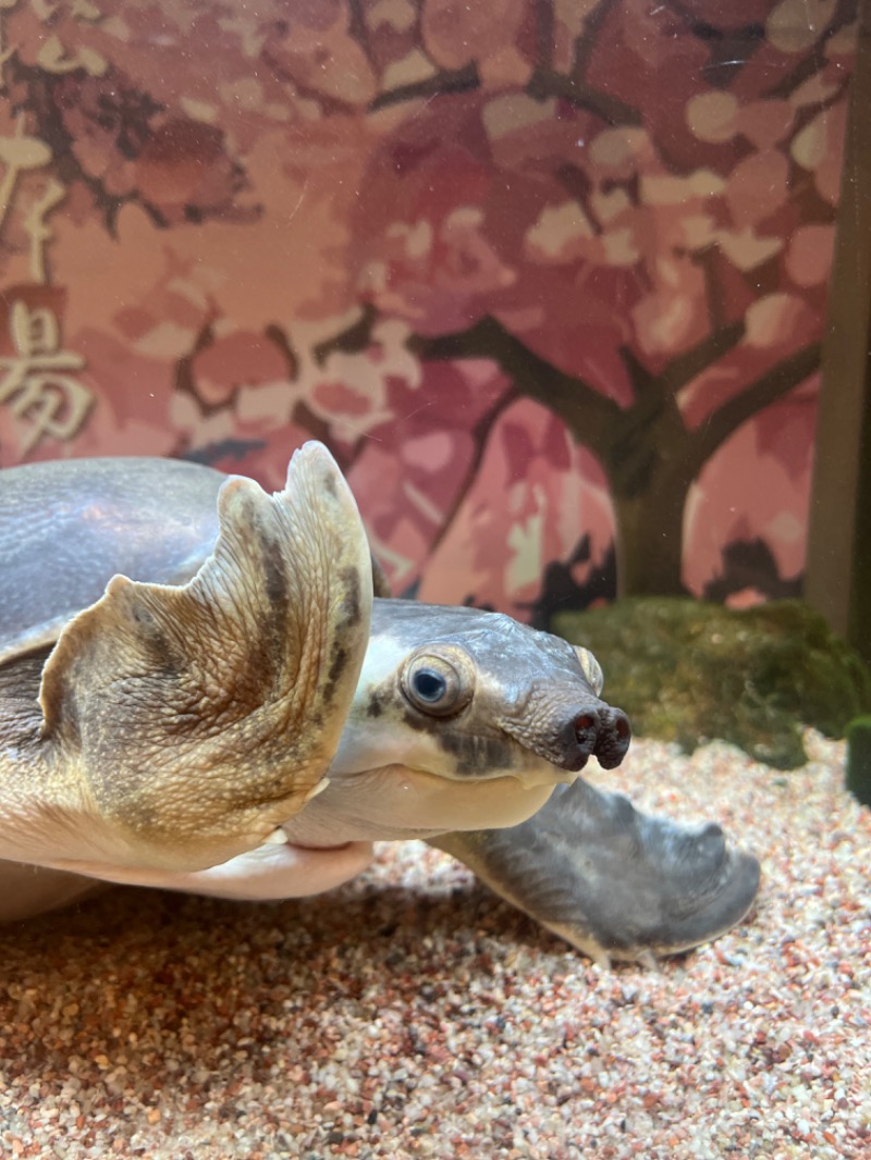 水香さんの松本湯のサ活写真