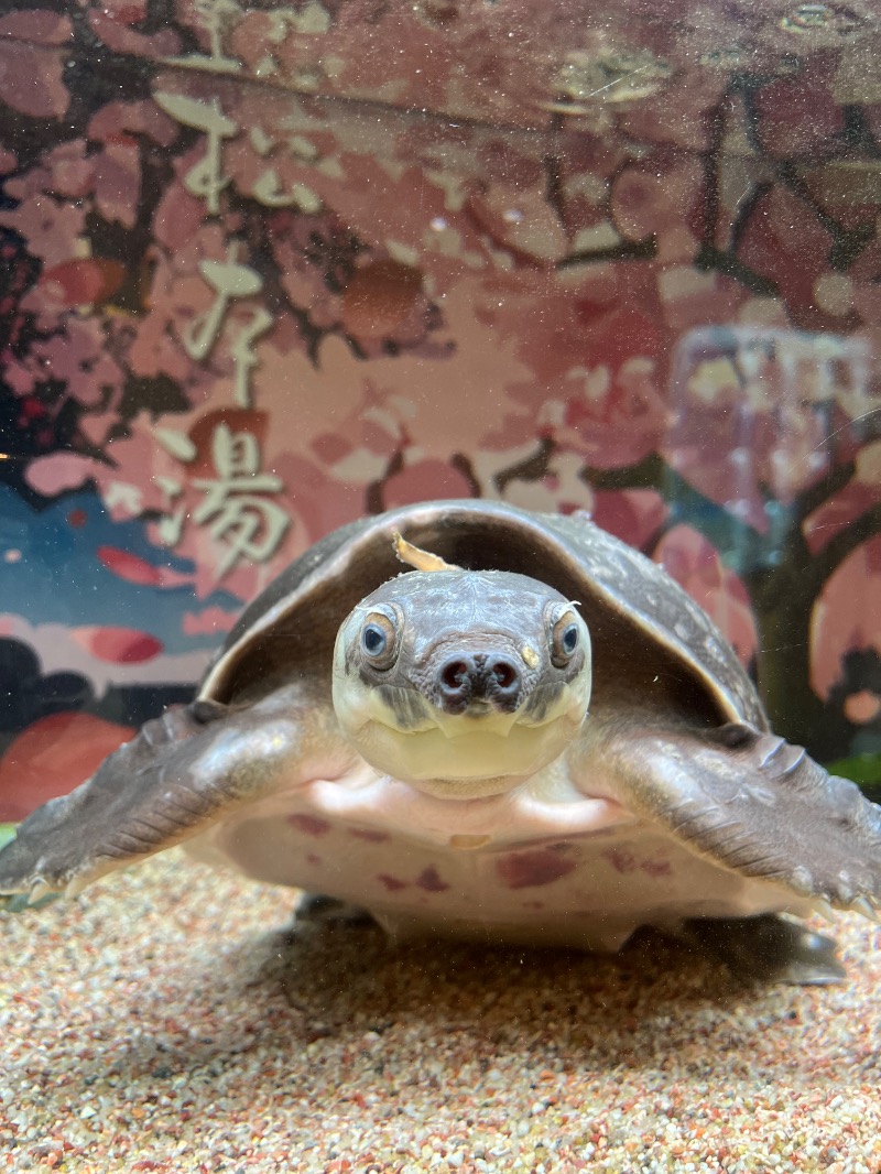 水香さんの松本湯のサ活写真