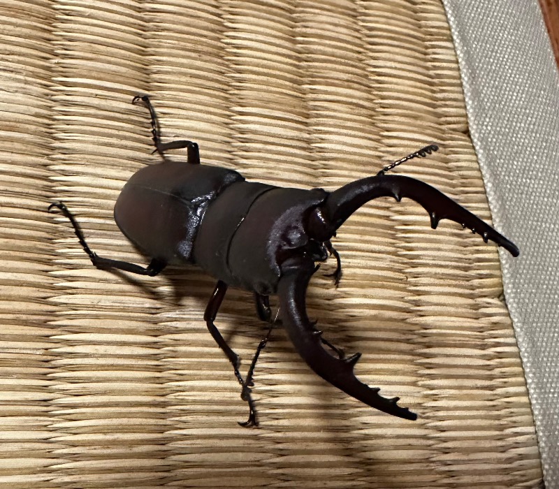 🈂️トウさんの森のサウナハウス Lufque(ルフケ)のサ活写真