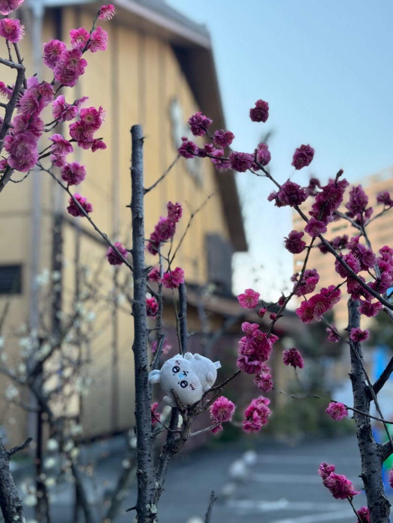 あらい🐈‍⬛さんの極楽湯 多摩センター店のサ活写真