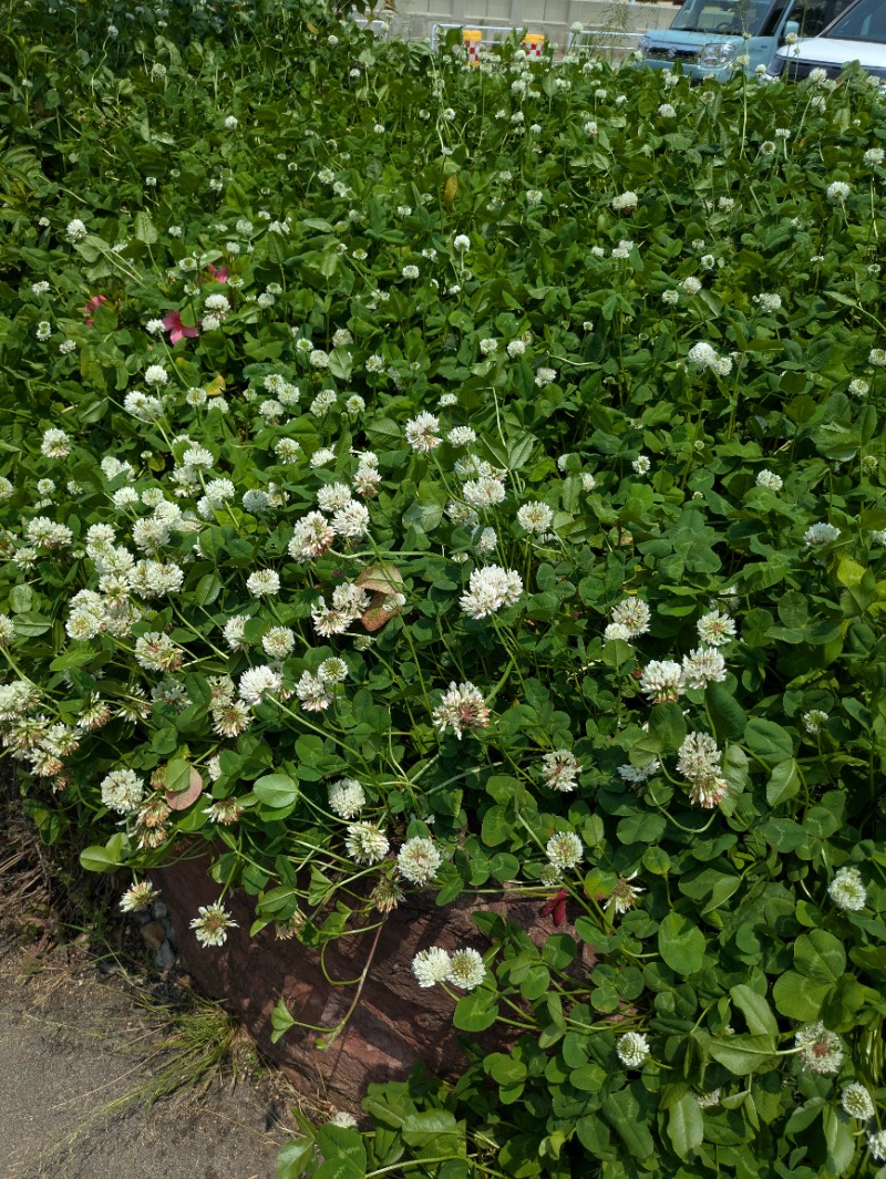 あせっかきさんの湯屋 FUROBAKKA(フロバッカ)のサ活写真