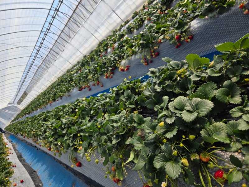 メーテルさんのグランドメルキュール那須高原リゾート&スパのサ活写真