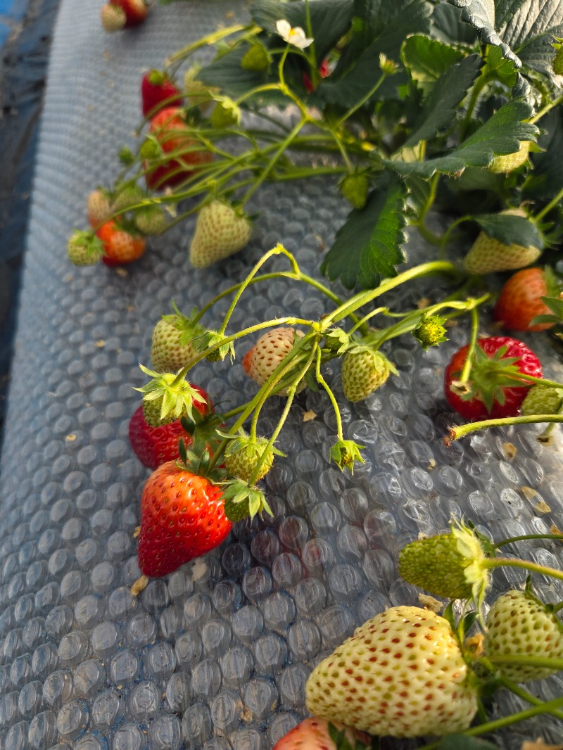 メーテルさんのグランドメルキュール那須高原リゾート&スパのサ活写真