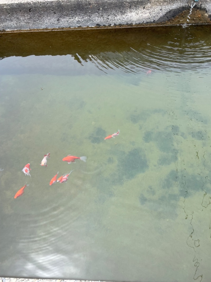 モノノフさんのピュア涌泉寺のサ活写真