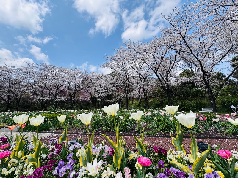 くらこんさんのよみうりランド眺望温泉 花景の湯のサ活写真