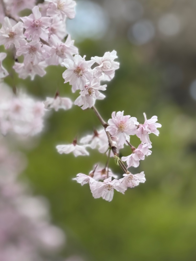 くらこんさんのよみうりランド眺望温泉 花景の湯のサ活写真