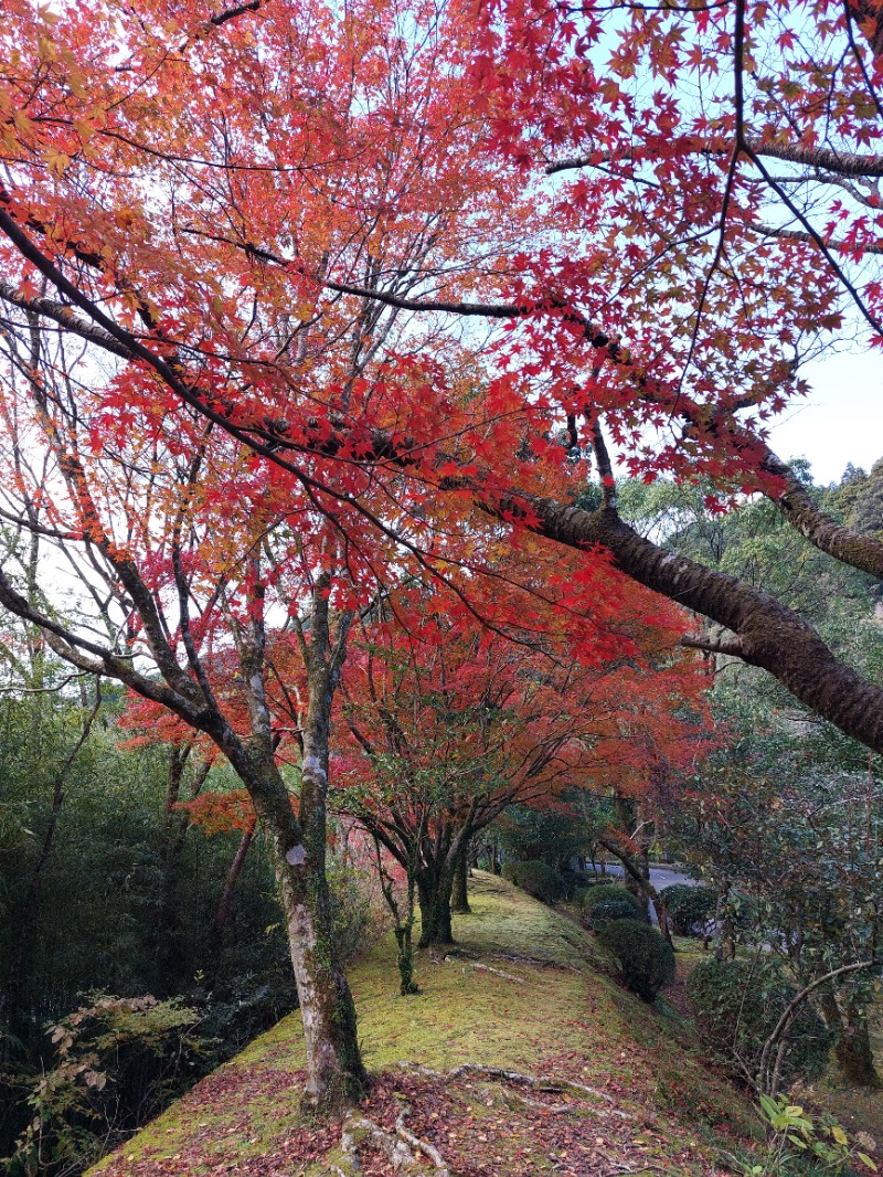 T_aroさんの青井岳温泉(青井岳荘)のサ活写真