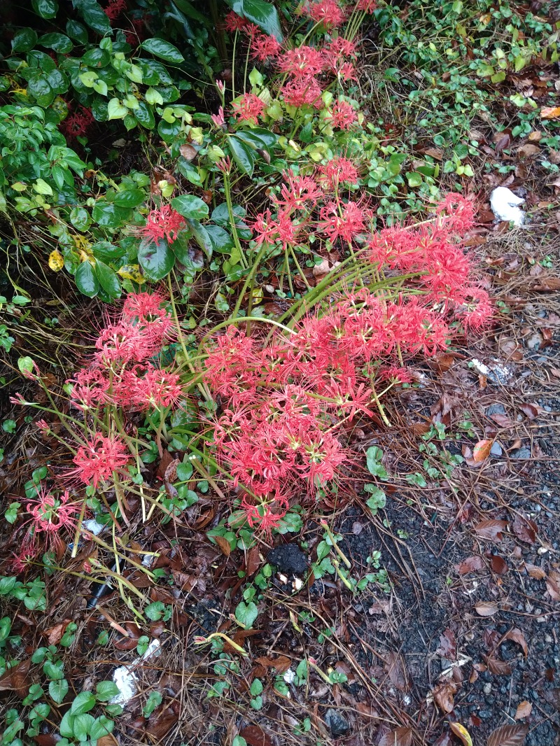 biscottiさんの岡山みやび温泉 大家族の湯のサ活写真