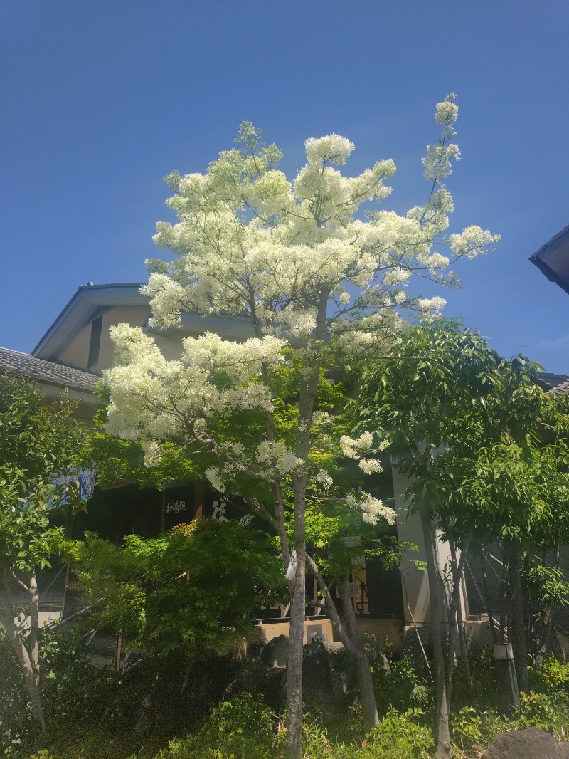 ノンキチさんのお湯処 美福のサ活写真