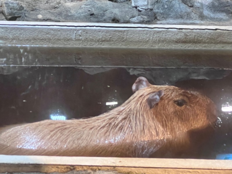 kazzcapy216さんの石狩天然温泉 番屋の湯のサ活写真