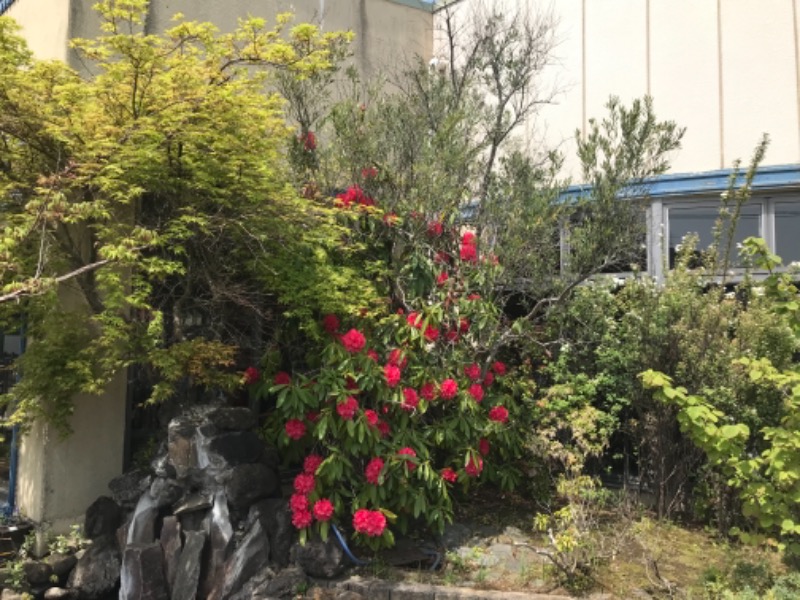 町田KARAイクゾウさんのヨコヤマユーランド緑のサ活写真