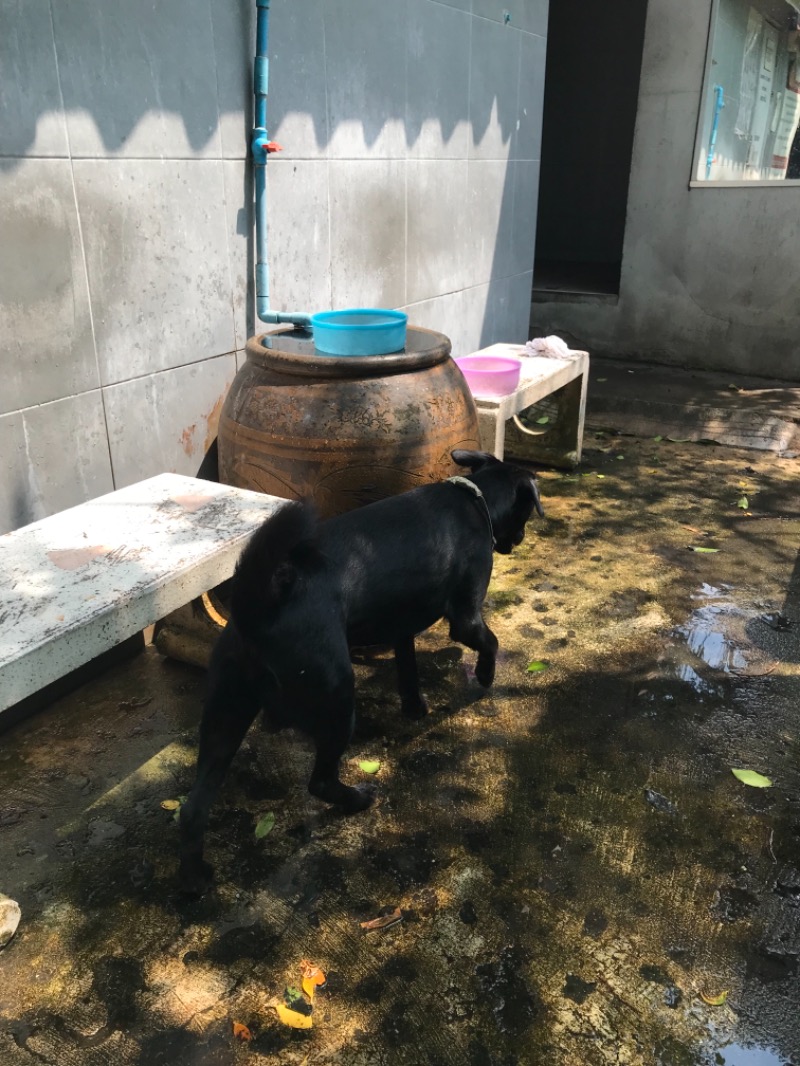 町田KARAイクゾウさんのワット カチョンシリ(Wat Khachonsiri)のサ活写真