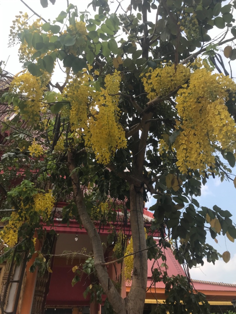 町田KARAイクゾウさんのワット カチョンシリ(Wat Khachonsiri)のサ活写真