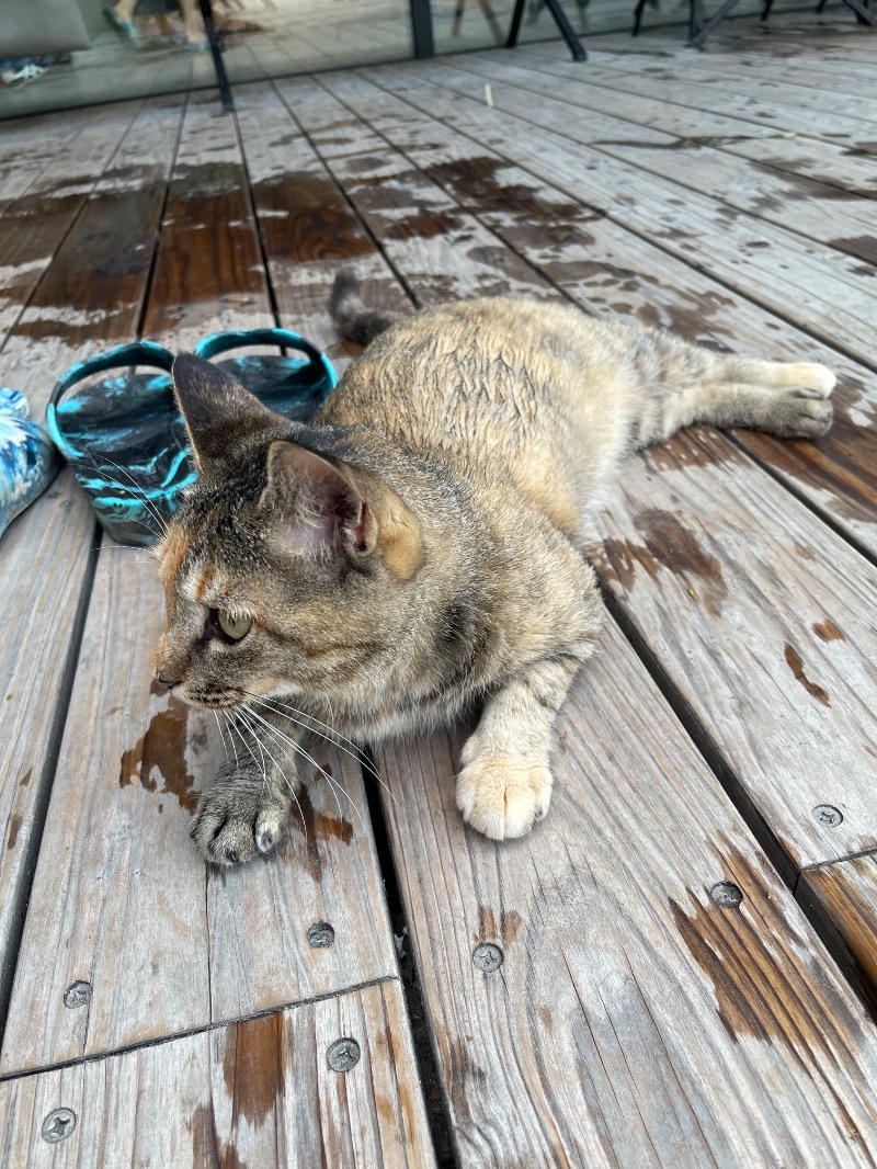 TさんのSATOYAMA TERRACEのサ活写真
