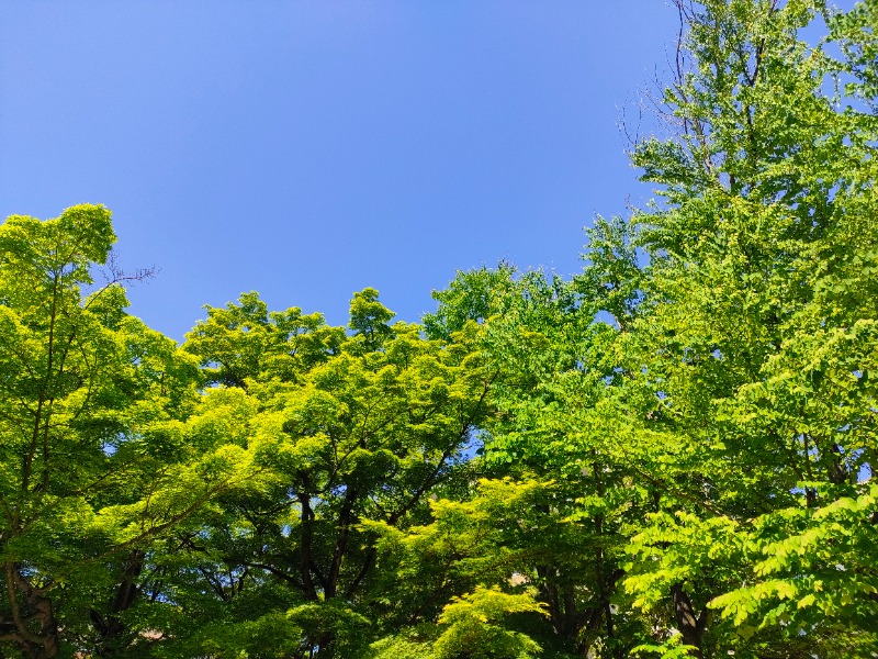 みやびんさんの京都  竹の郷温泉  万葉の湯のサ活写真