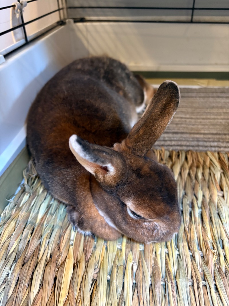 ささ湯さんの深大寺天然温泉 湯守の里のサ活写真