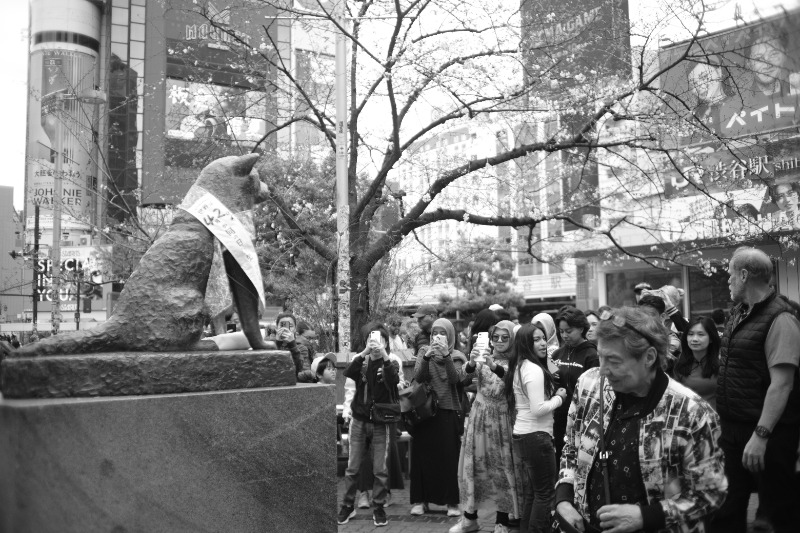 カラーひよこさんのオールドルーキーサウナ渋谷忠犬ハチ公口店のサ活写真