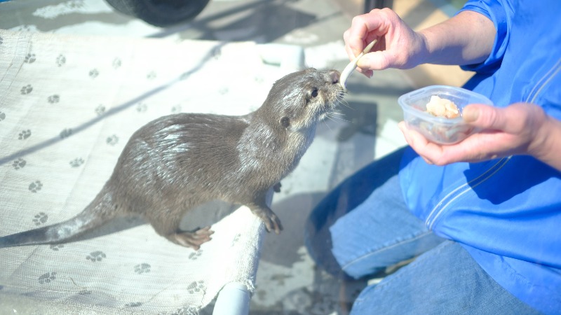 カラーひよこさんのよみうりランド眺望温泉 花景の湯のサ活写真