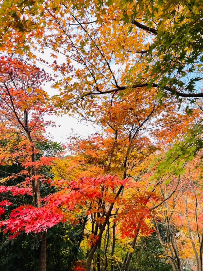 yoshiaさんの箱根湯寮のサ活写真