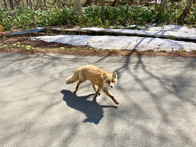 ゆ狸ぽんさんの吹上温泉保養センター 白銀荘のサ活写真