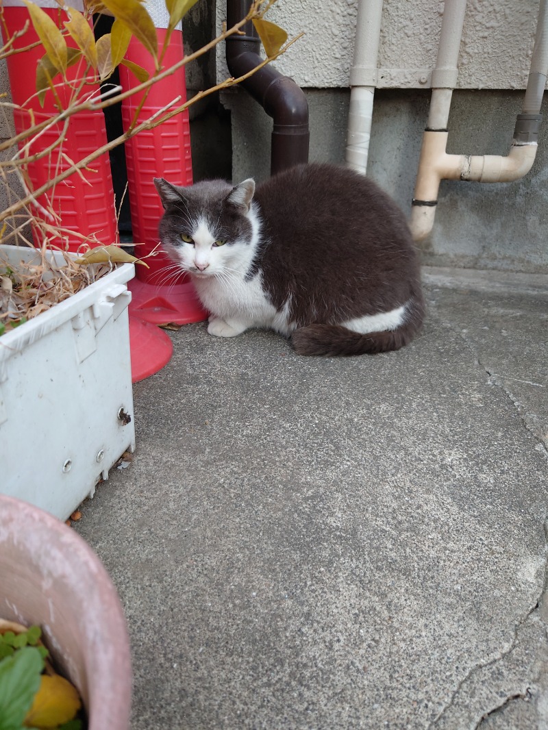 ゆの字さんのタカラ湯のサ活写真