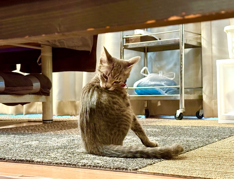 ネコニーさんの行田・湯本天然温泉 茂美の湯のサ活写真