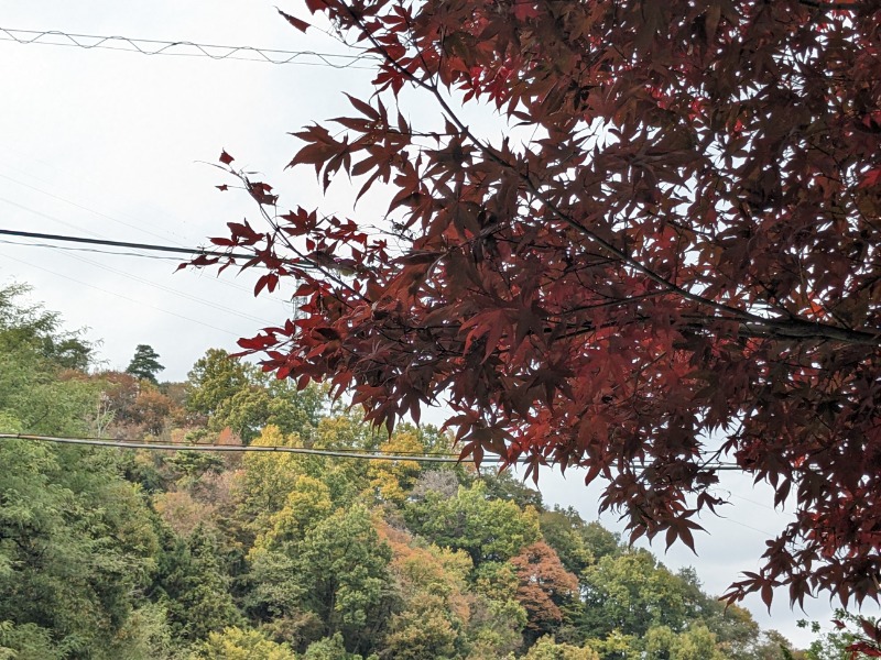 なっつるこさんのホテル&薬草風呂 スターらんどのサ活写真