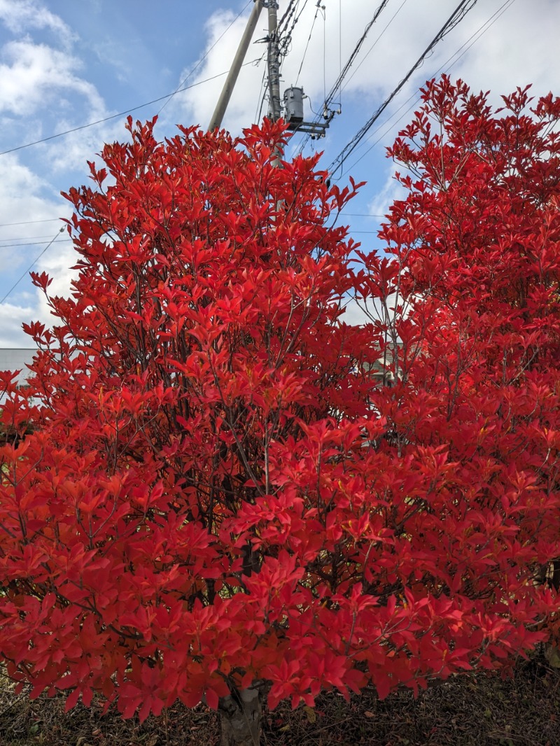 なっつるこさんのホテル&薬草風呂 スターらんどのサ活写真
