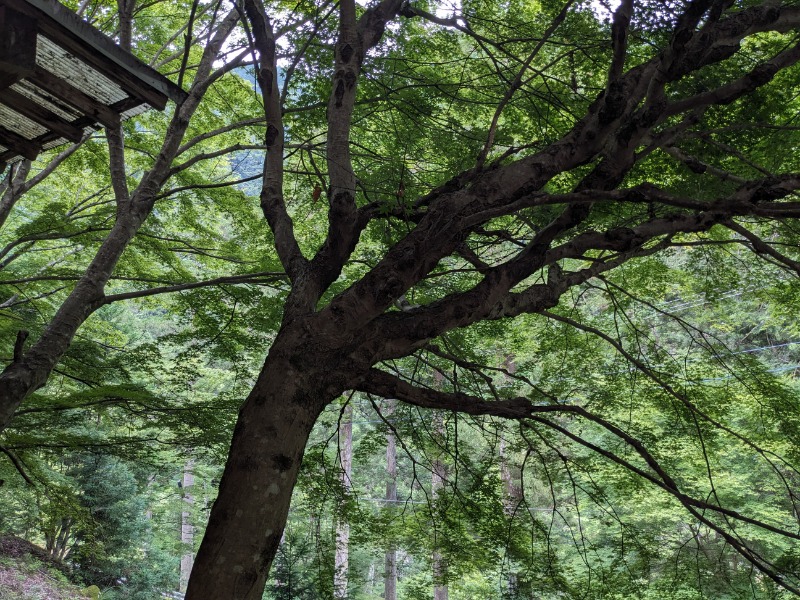 なっつるこさんの奥山温泉のサ活写真
