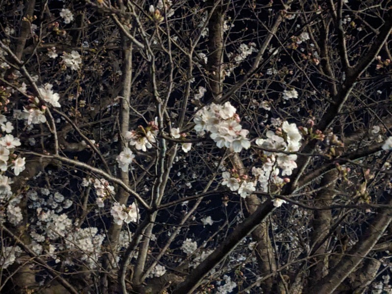 なっつるこさんの駿河の湯 坂口屋のサ活写真