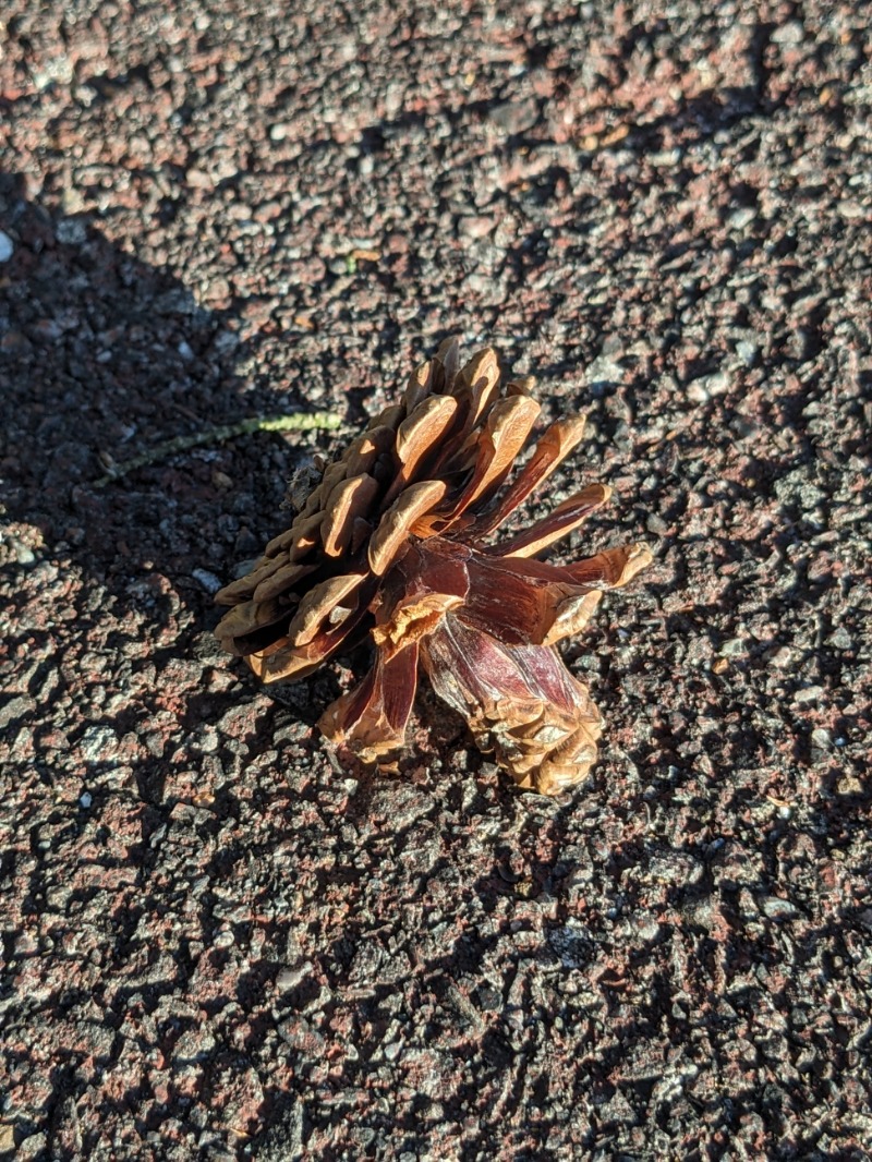 なっつるこさんの東急ハーヴェストクラブ天城高原(ホテルハーヴェスト天城高原)のサ活写真