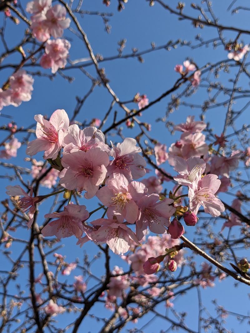 なっつるこさんの東急ハーヴェストクラブ天城高原(ホテルハーヴェスト天城高原)のサ活写真
