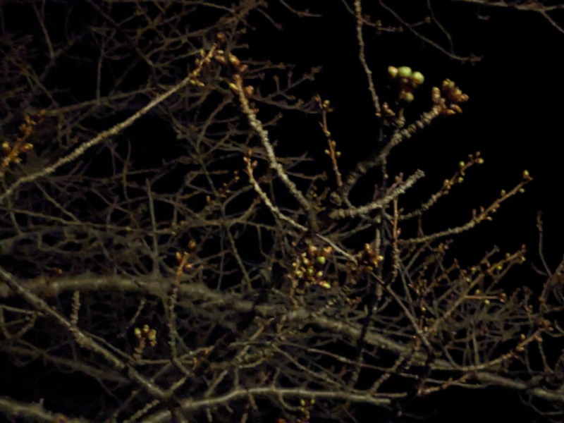 なっつるこさんの下賀茂温泉 銀の湯会館のサ活写真