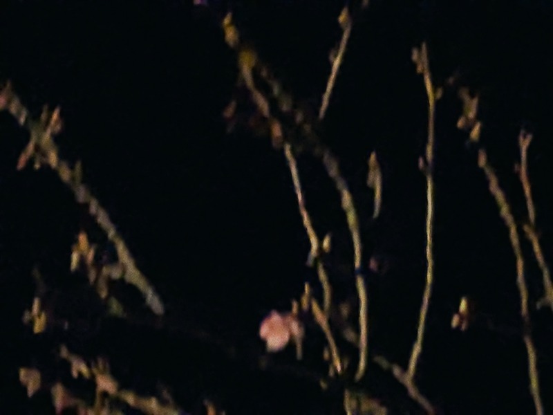 なっつるこさんの下賀茂温泉 銀の湯会館のサ活写真