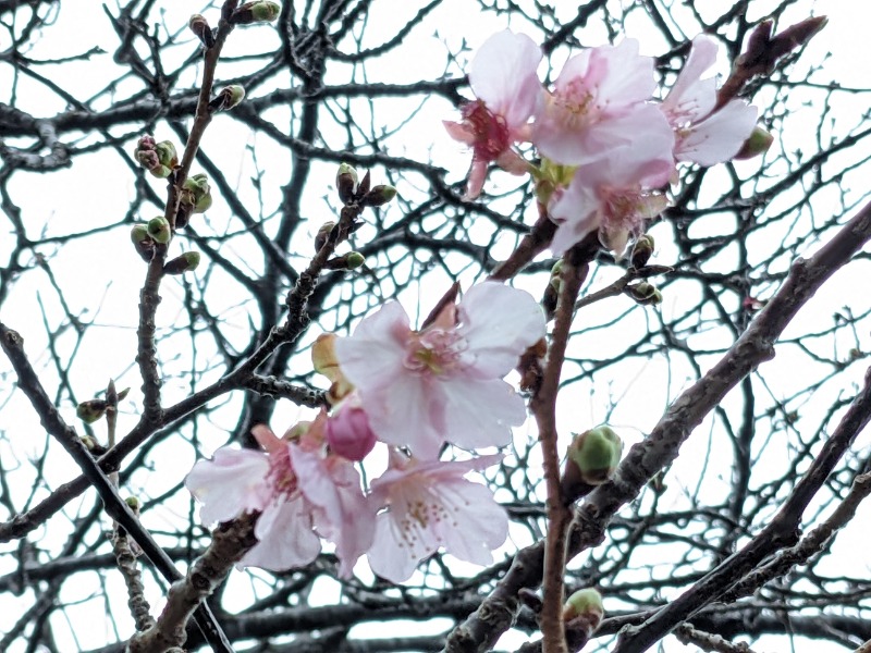 なっつるこさんの下賀茂温泉 銀の湯会館のサ活写真