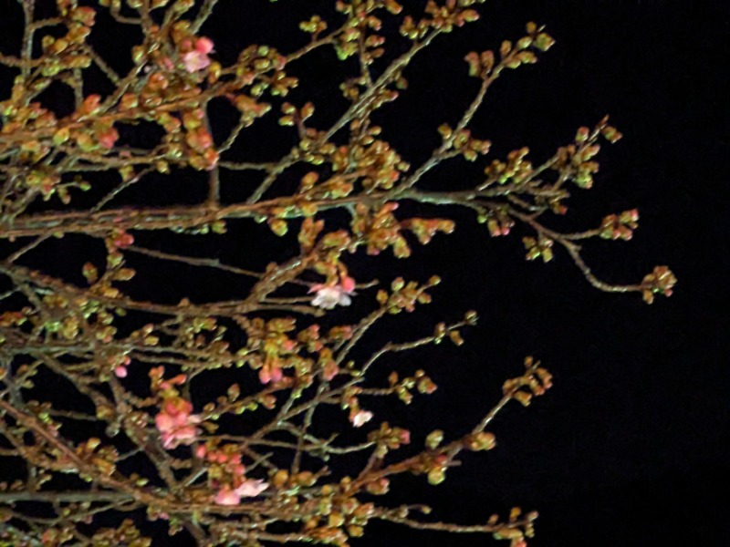 なっつるこさんの下賀茂温泉 銀の湯会館のサ活写真