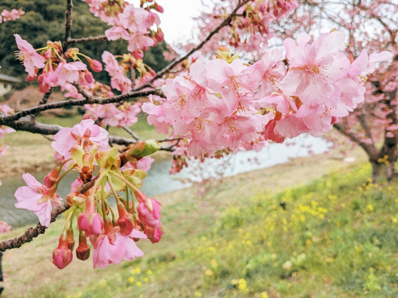 なっつるこさんの下賀茂温泉 銀の湯会館のサ活写真