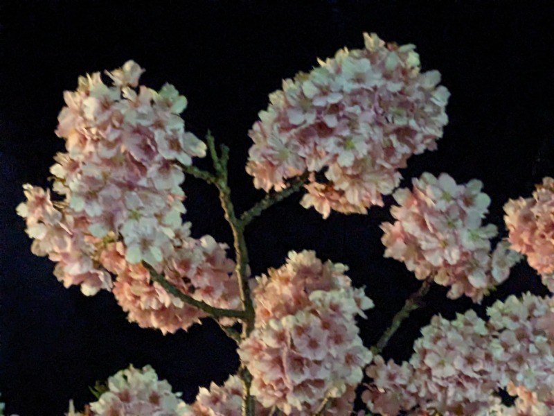 なっつるこさんの下賀茂温泉 銀の湯会館のサ活写真