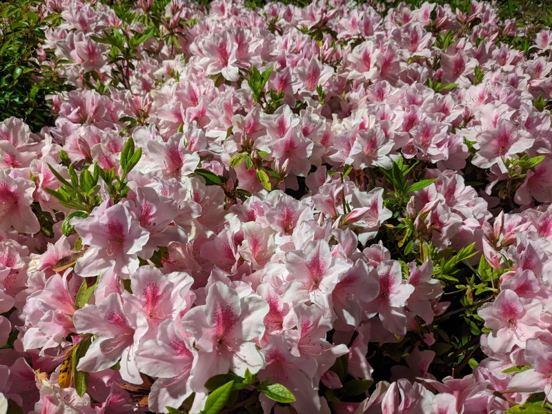 なっつるこさんの下賀茂温泉 銀の湯会館のサ活写真