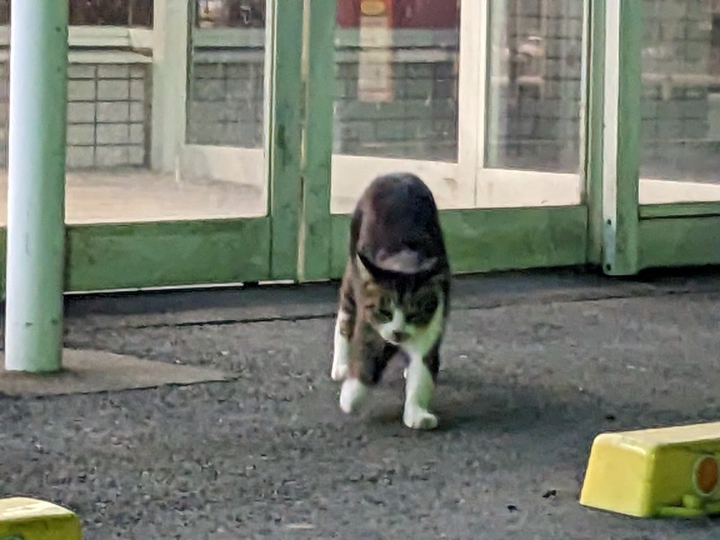 なっつるこさんの下賀茂温泉 銀の湯会館のサ活写真