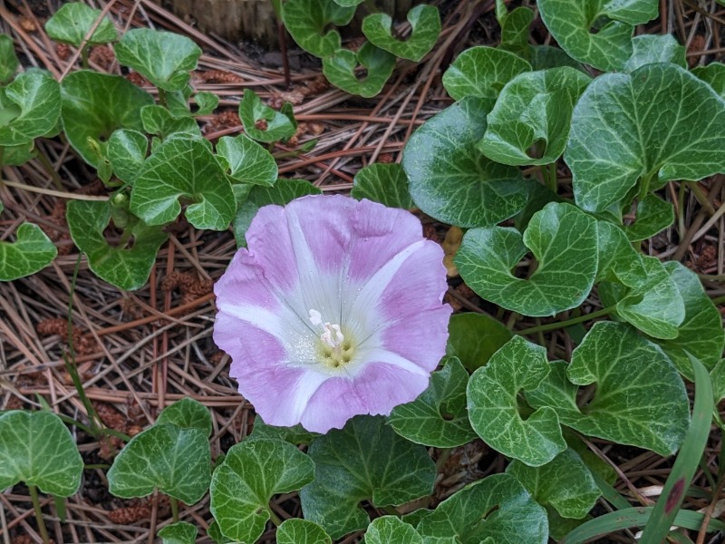 なっつるこさんの下賀茂温泉 銀の湯会館のサ活写真
