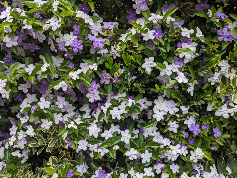 なっつるこさんの下賀茂温泉 銀の湯会館のサ活写真